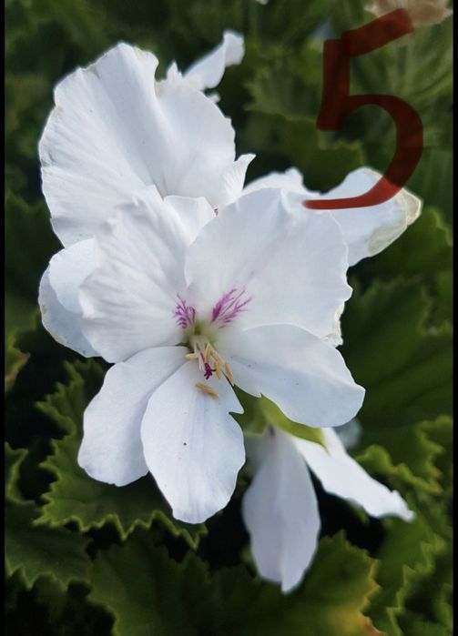 Кралско мушкато, едроцветно пеларгониум, Pelargonium grandiflorum, цъфтящо растение за саксия балкон тераса