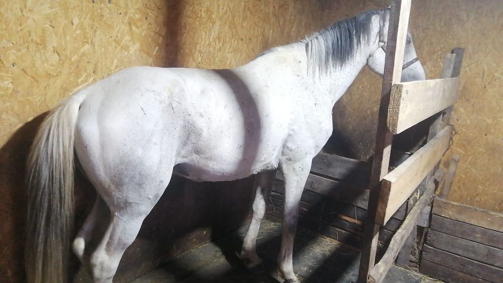 Продам жеребца 6 лет