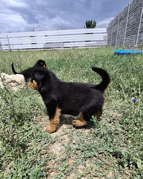 Pui Rottweiler .