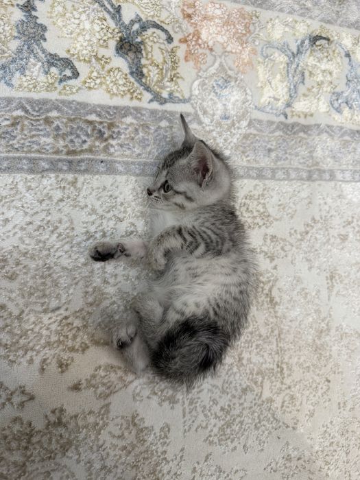 Котенок/ Хороший,послушный