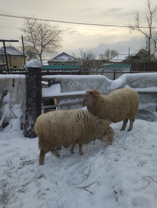 Продам баранов - 1.5 года