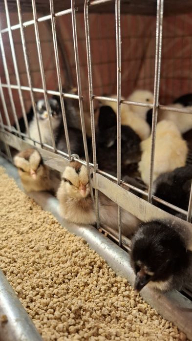 Vand ouă Jersey Giant Găina Uriașă,SussexHD, ItalianaArgintie.