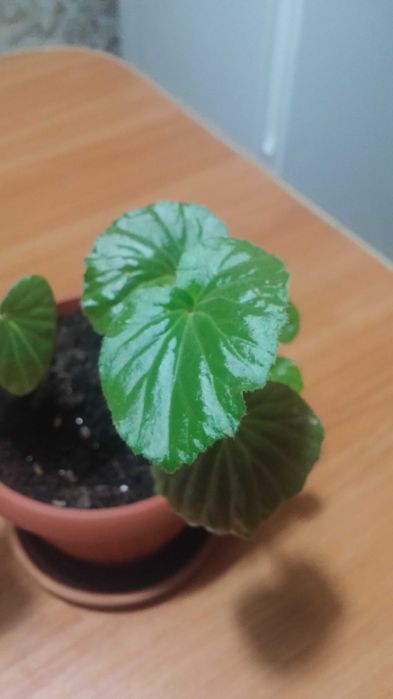 Комнатная бегония