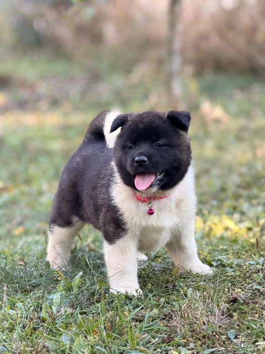 Pui Akita American