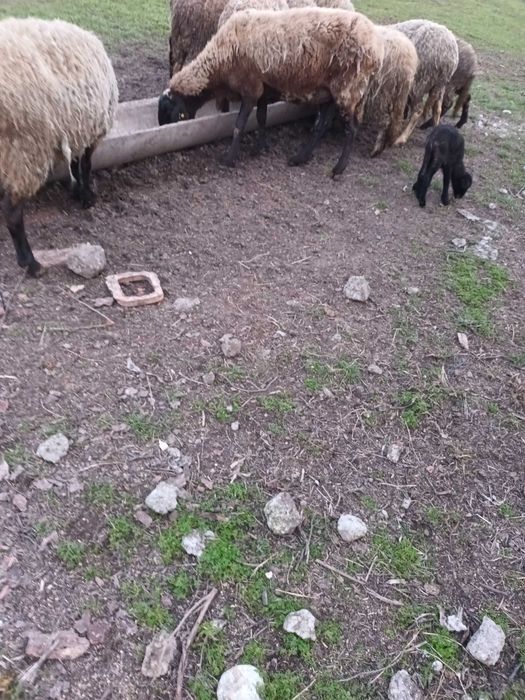 Vand oaie cu mielul langa ea