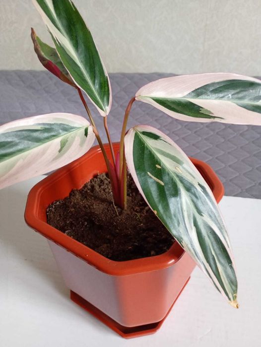 Цветя - стайни растения