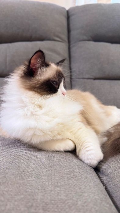 Котка Регдол / Рагдол / Ragdoll cat