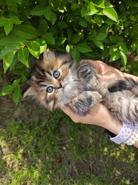 Pui pisica British longhair