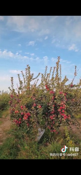 Яблоневый сад, кх