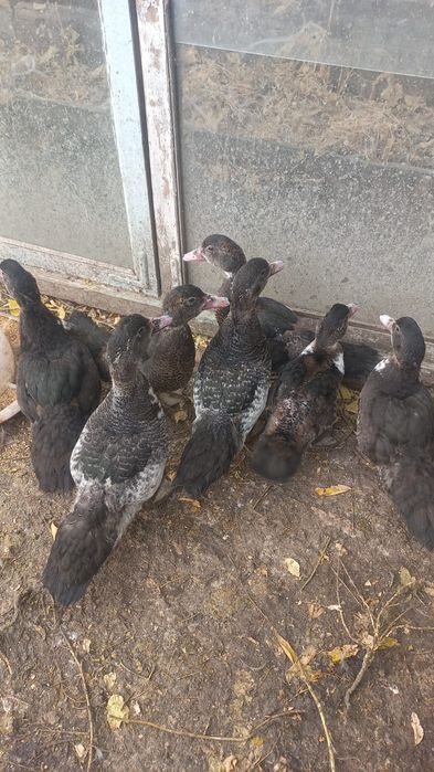 Продаю Утки ,индоутки