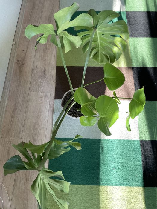 Продам цветок Монстера