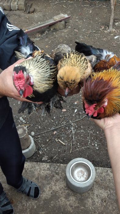 Куры корейские .