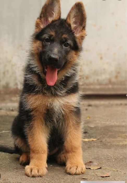 Девочка немецкой овчарки