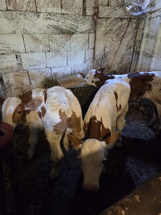 Vând vitei sugari 2/3 saptamani , și o vitea de 3 luni jumatate