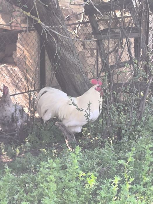 Cocosi australorp