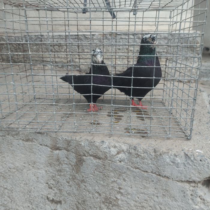 Рябагаловые чубати пара гатовый