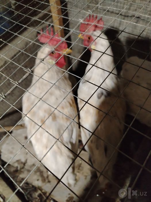 Oq xorozlar sotilasi