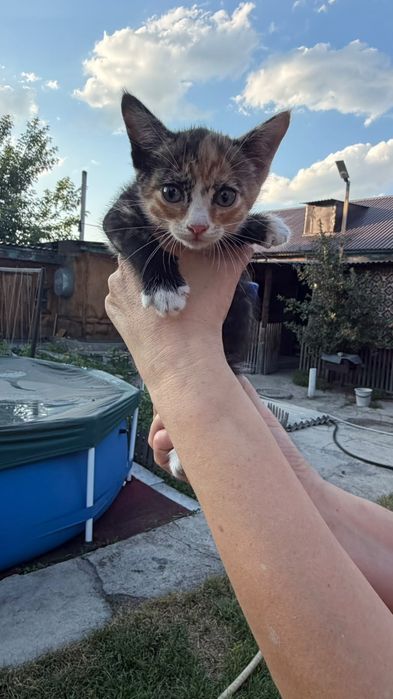 Отдам котят в хорошие руки