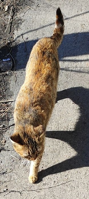 Марточка ищет дом