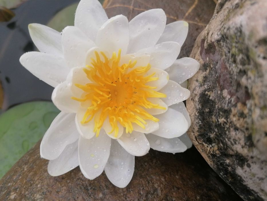 Бяла водна лилия с едри цветове