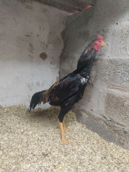 Дакан тауык кораз сатылады