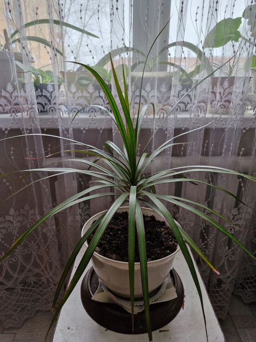 Продам цветы домашние.