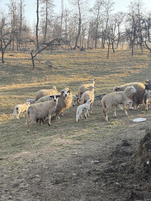 ‼️‼️‼️Vand oii ‼️‼️‼️‼️