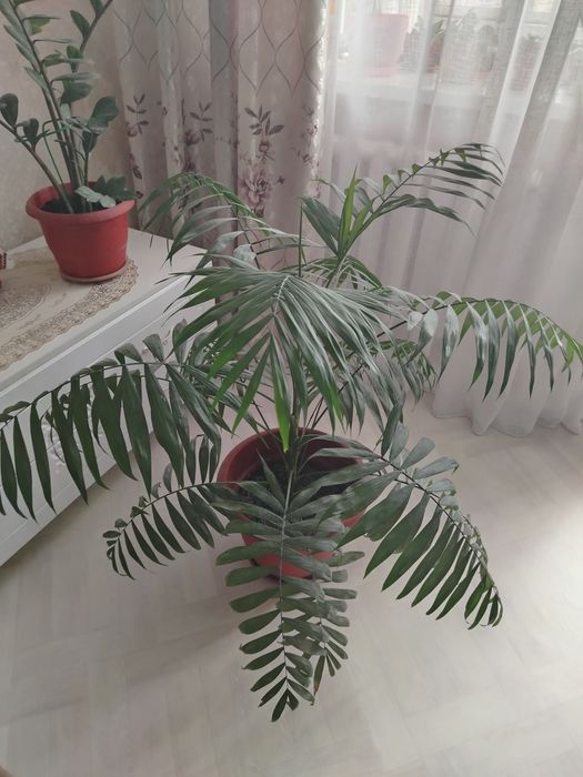 Продаётся комнатная пальма