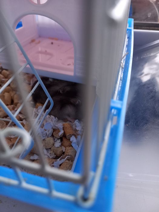 Продам маленьких хомяков