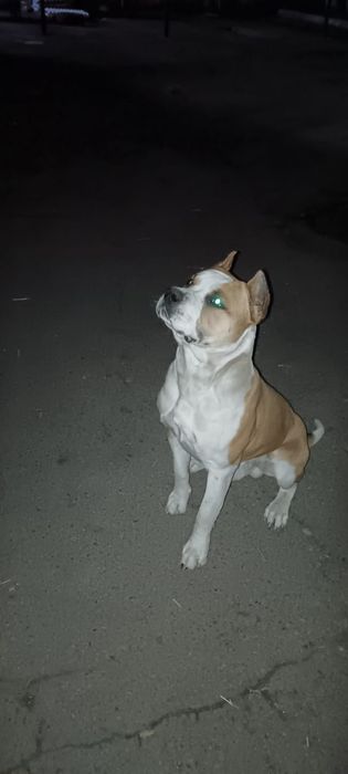 Стаффорд кабель (вязка)