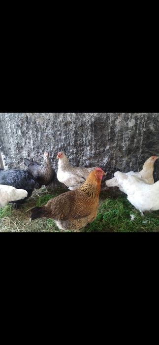Продам домашних курей брама и.тд