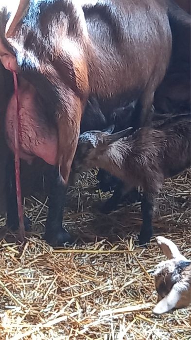 Vand iezi capre alpine foarte bune de lapte