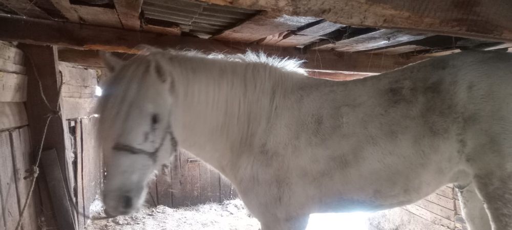 Айғыр сатылады