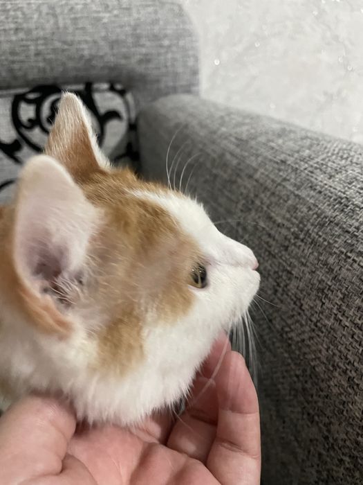 Кошка в добрые руки