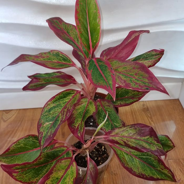 Цветы комнатные Аглаонемы