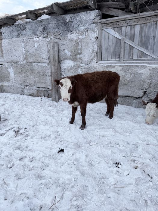 Продаються три телки и один бычок