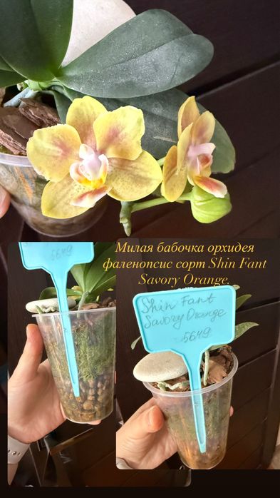 Орхидея фаленопсис сортовые