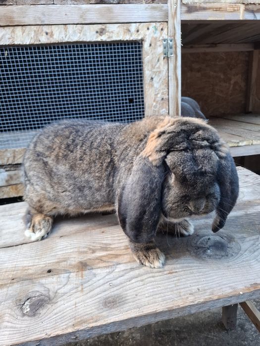 Mascul berbec german