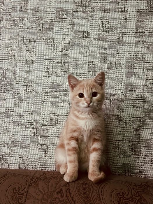 Продается котенок,очень игривая