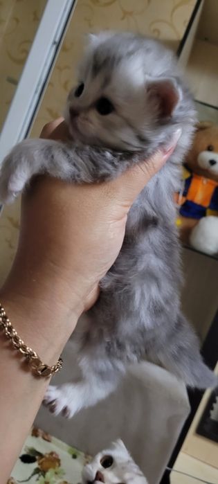 Шотландские котята