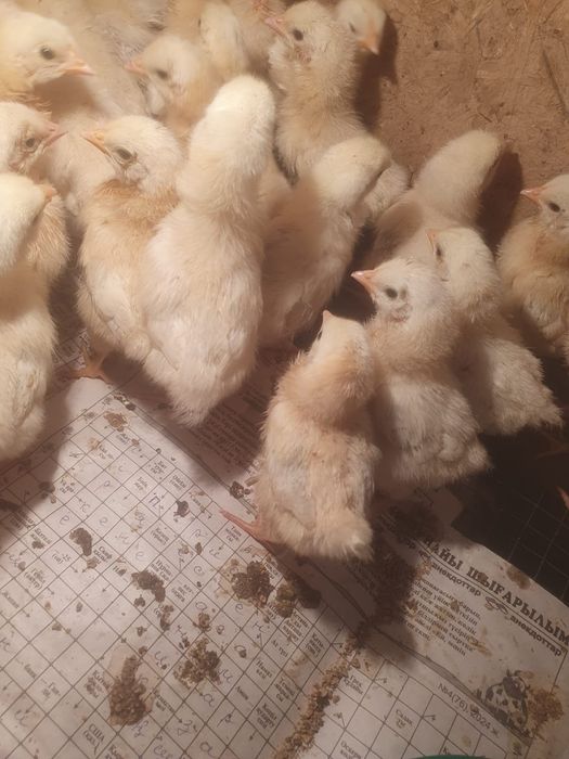 Цыплята Адлер балапандары