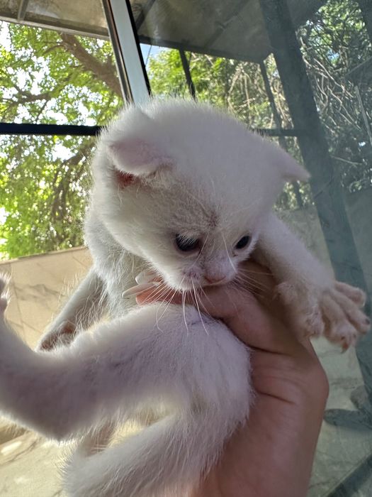 Продаются котята фолды
