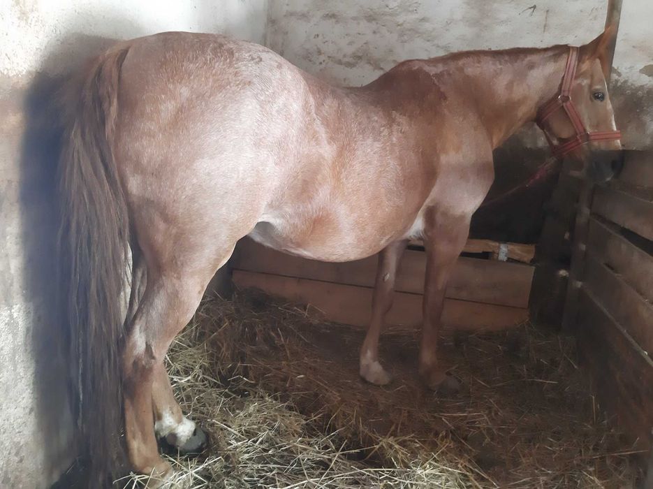 Vând cal Valea-seacă  vraja vasile 0765199580