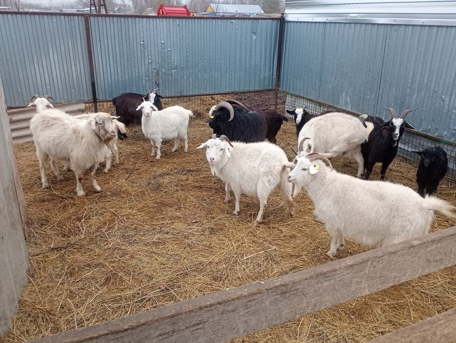 Продам козлов  на племя