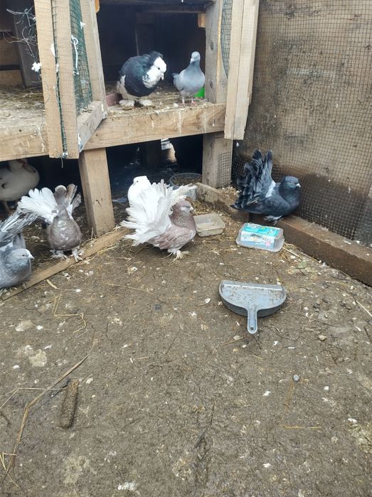 De vânzare porumbei indieni