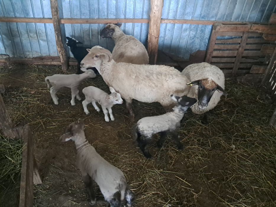 De vanzare 3 OI de rasa si  5 MIEI