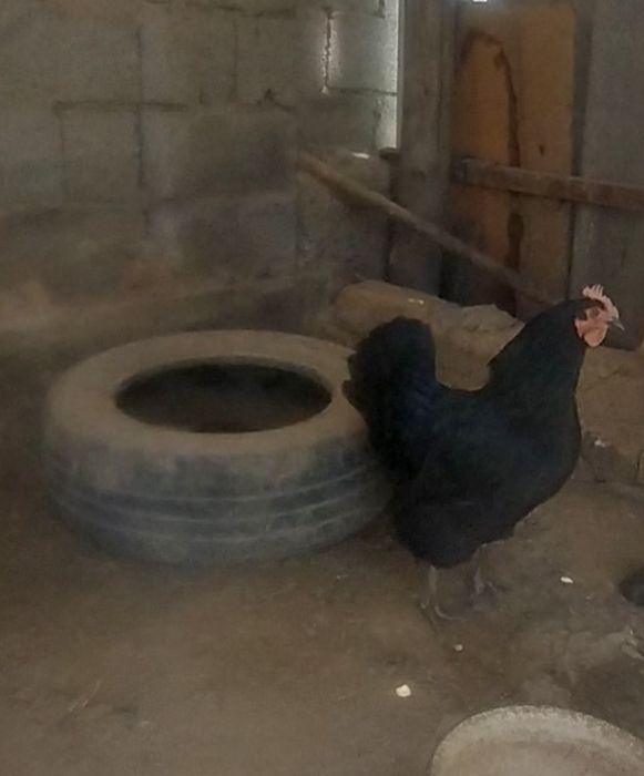 тауык сатылады срочно! тез арада