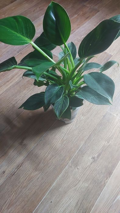 Филадендрлн Биркин