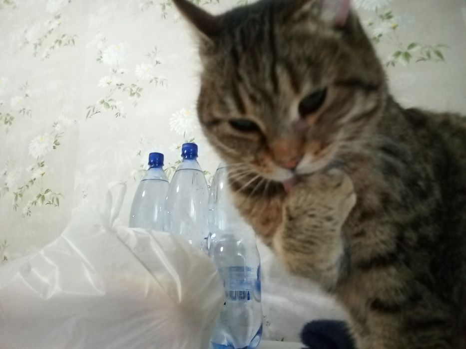 Кошечка, очень ласковая,в добрые руки.