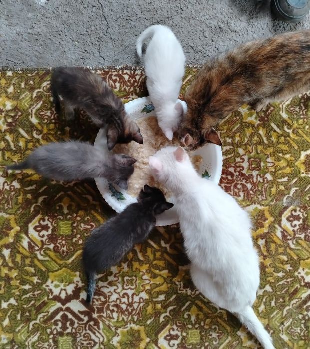 Отдам кошек с котятами в добрые руки